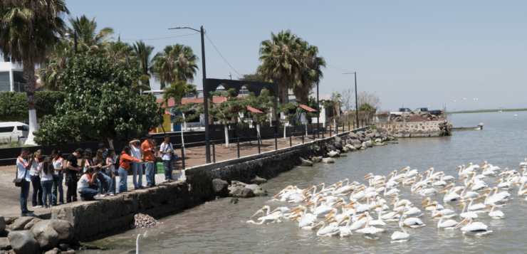 Terranova students photograph pelican migration in Petatán
